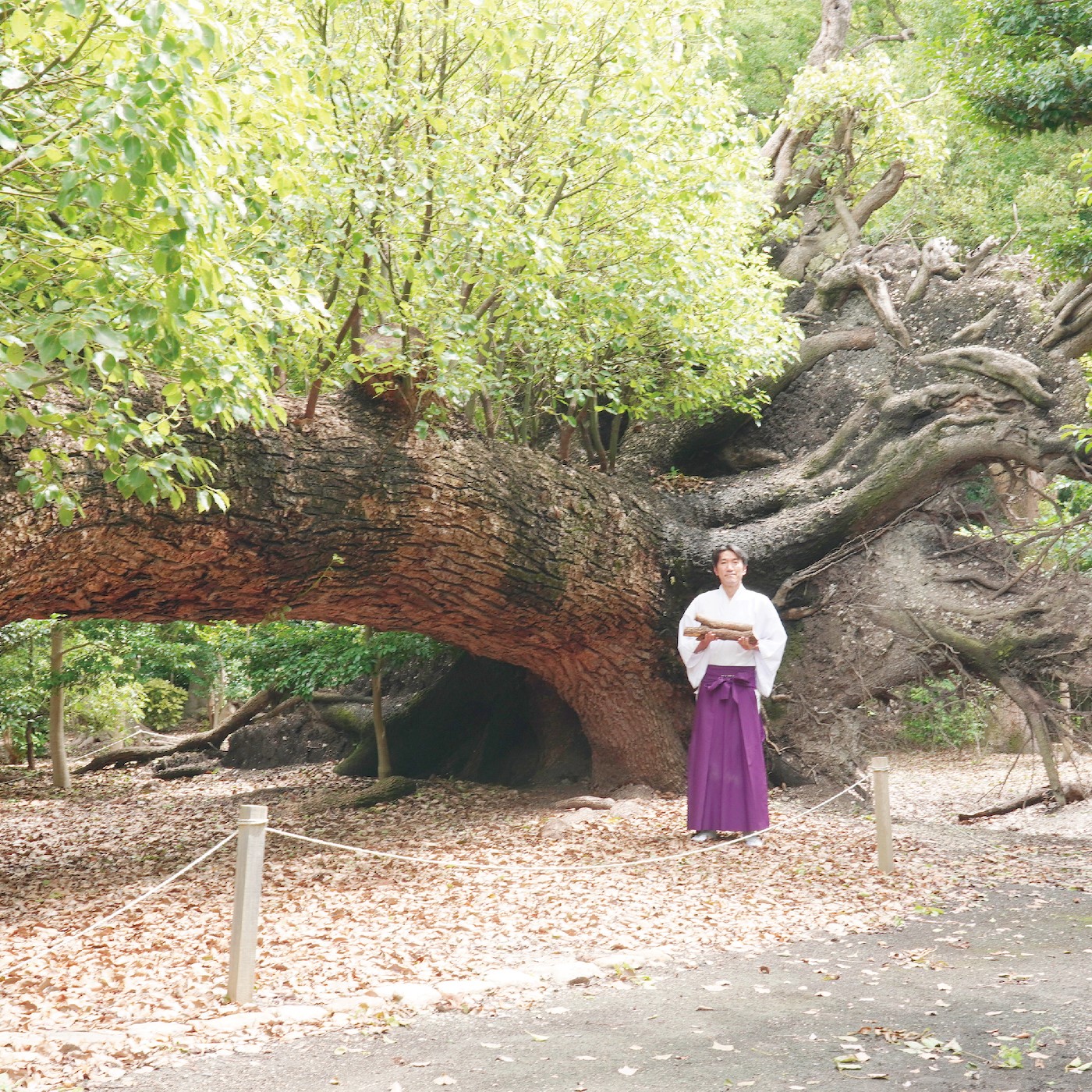 【泉穴師神社・穴師の森プロジェクト】倒木した樹齢６００年の御神木と、鎮守の森のストーリーを未来へ紡ぐ
